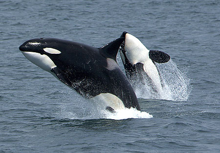 Killerwhales jumping.jpg