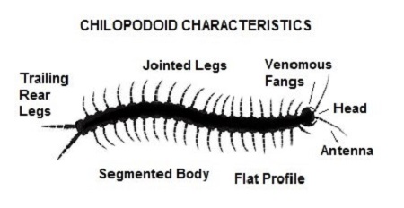 Chilopodoid-T5-RESIZE-Alagoric 04-Sept-2019b.jpg