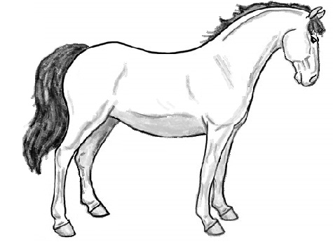 Horvath's Pony.jpg