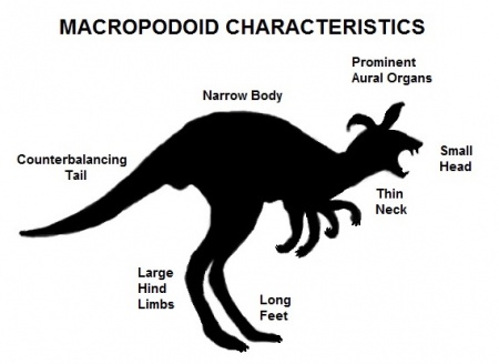 Macropodoid-T5-Alagoric 06-Sept-2019a.jpg