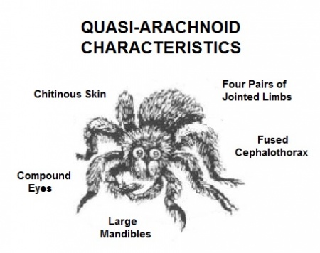 Quasi-Arachnoid-T5-Alagoric 06-Sept-2019a.jpg