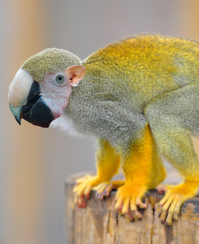 Beaked Monkey.png