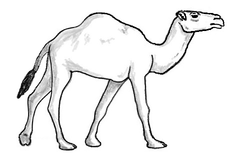 Greyhump Camel.jpg