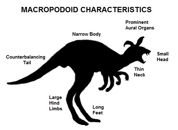 File:Macropodoid-T5-Alagoric 06-Sept-2019a.jpg