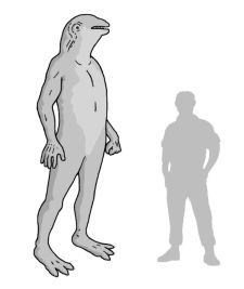 Chokari Sophont Official Comparison.jpg