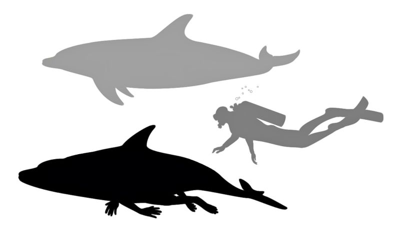 File:Chokari Sophont Comparison.jpg