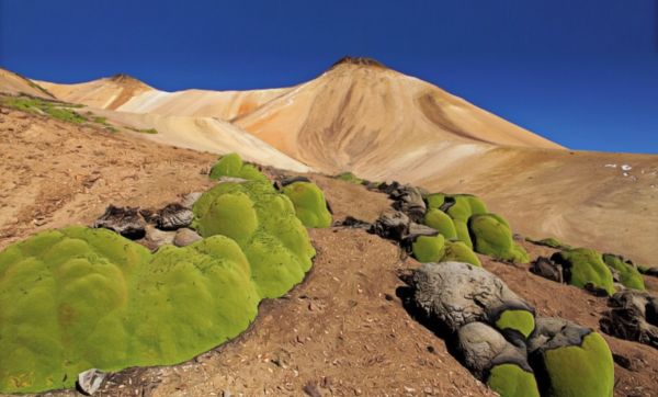 Garden World Type 02m.jpg