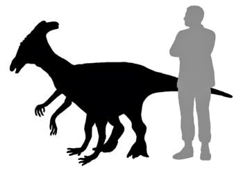 Zarn Sophont Comparison.jpg