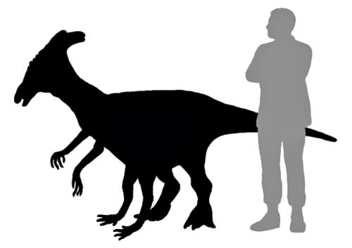 Zarn Sophont Comparison.jpg