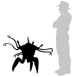 Kwaz Sophont Comparison.jpg