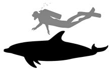 Dolphin Sophont Comparison.jpg