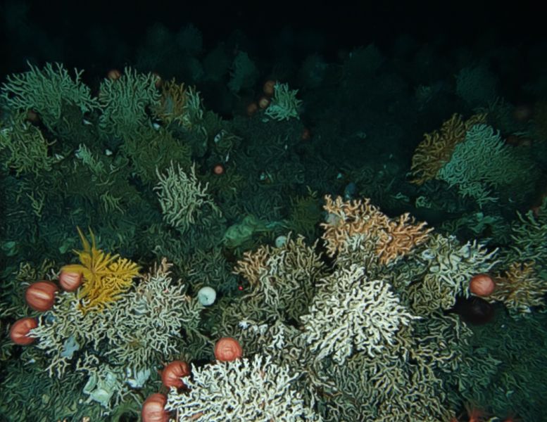 File:Aquatic Life 02.jpg