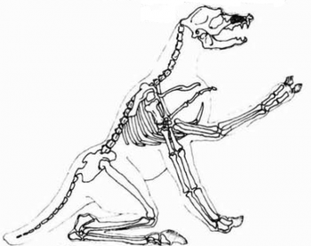 Springer Skeleton.png
