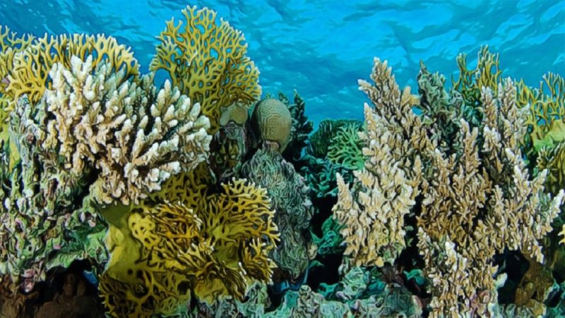 File:Aquatic Life 02a.jpg