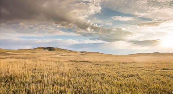 Garden World Plains 02.jpg