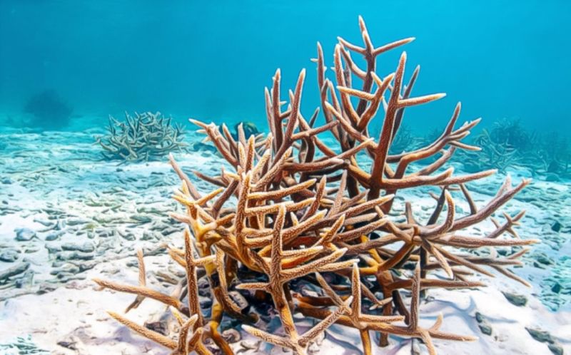 File:Aquatic Life 02c.jpg