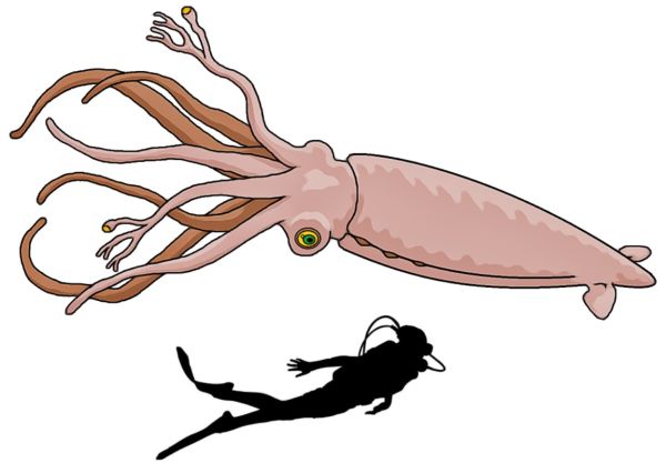 Namri Sophont Species.jpg